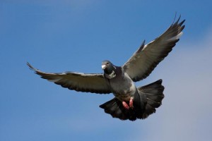 pigeon-in-flight-by-david-gifford