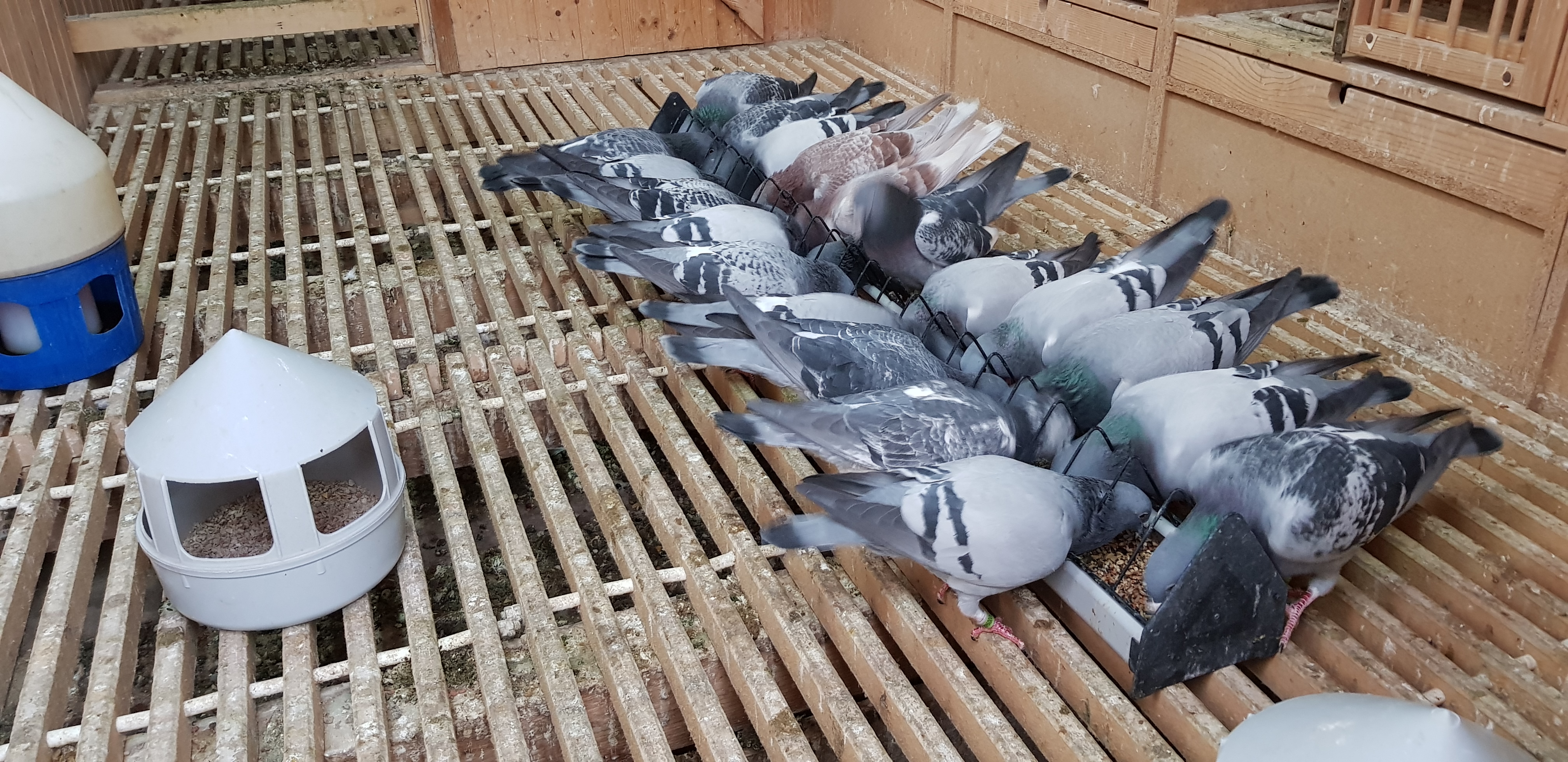 Sfaturi pentru cresterea porumbeilor
